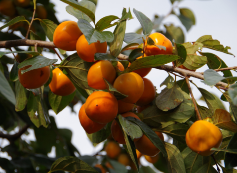 Persimmons