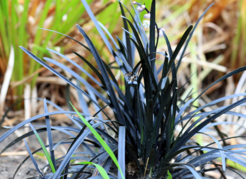Ajuga & Mondo Grass