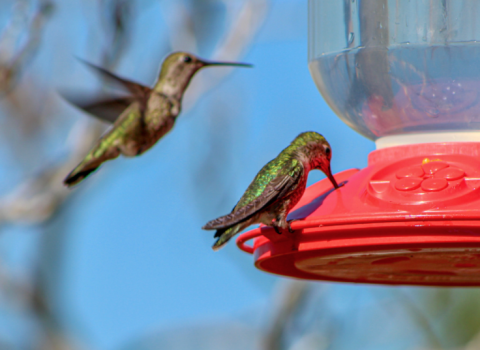 Hummingbird & Butterfly Nectars