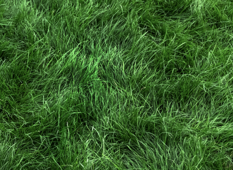 Grass Plugs Pre-Order