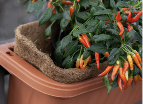 Window Boxes & Coco Liners