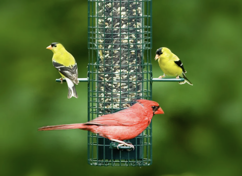 All Bird Feeders