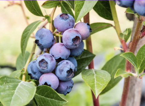Blueberry Sunshine Blue