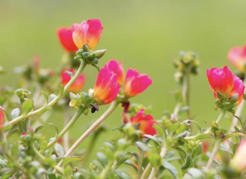 Purslane