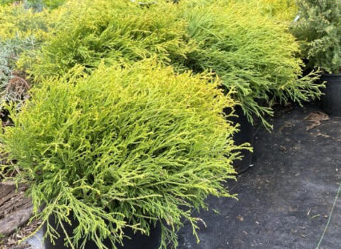 Cypress Gold Mops
