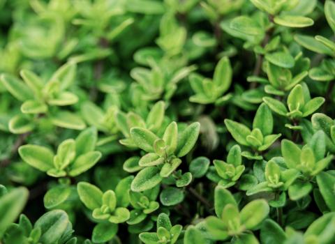 Perennial Groundcovers