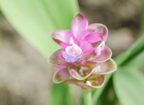 Curcuma 6-8 inches