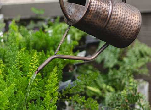 Ferns 6-inch