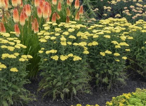 Proven Winners Firefly Sunshine Yarrow