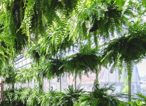 Boston Fern Hanging Basket
