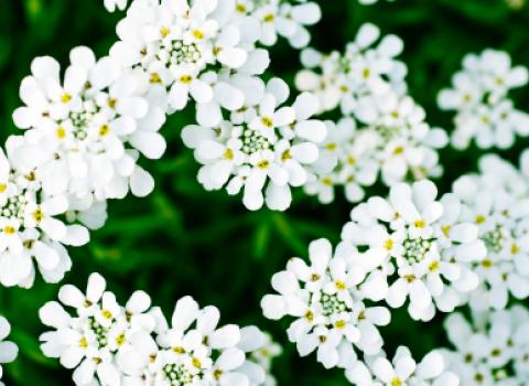 Candytuft