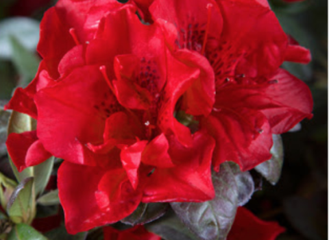 Azaleas