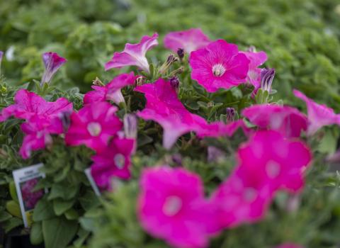 Annual Flower Flats, McDonald Garden Center