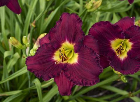 Proven Winners Daylilies