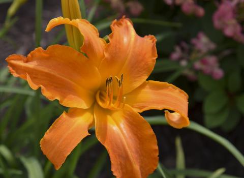 Proven Winner Daylilies