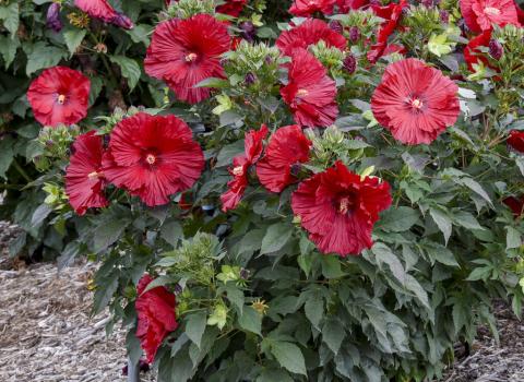 Proven Winners Perennial Hibiscus