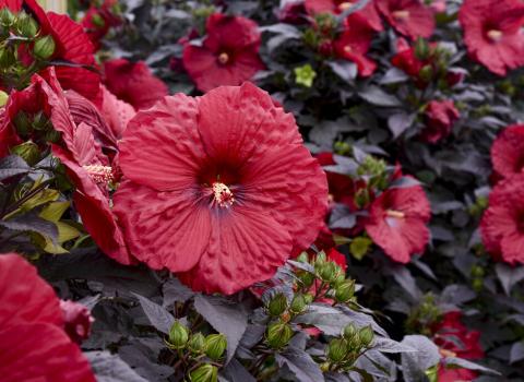 Proven Winners Perennial Hibiscus