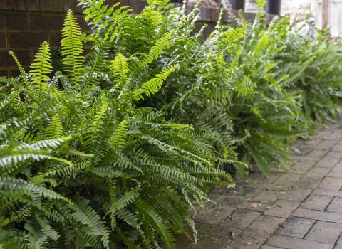 Kimberly Queen Fern