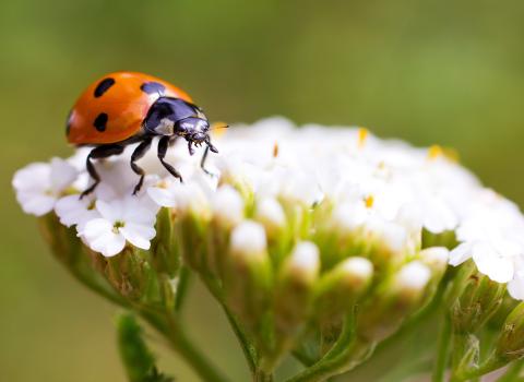 All Ladybugs & Other Insects
