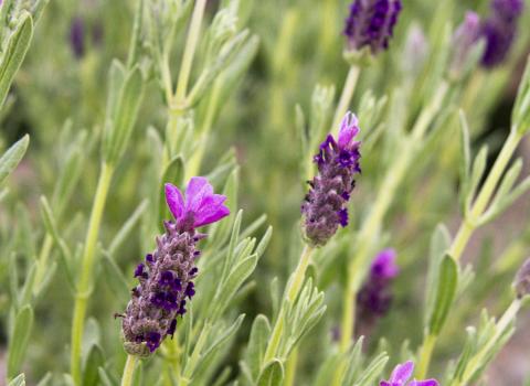 Lavender 1 Gallon, McDonald Garden Center