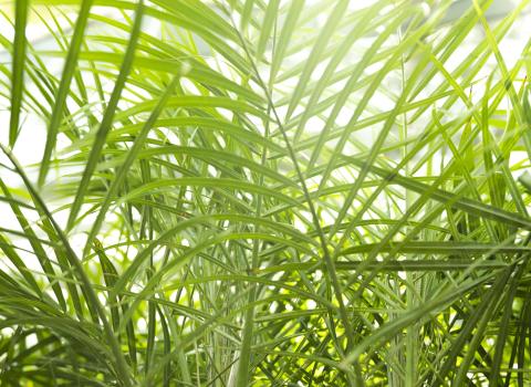 Majesty Palm 10-inch