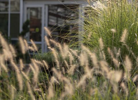 Ornamental Grasses