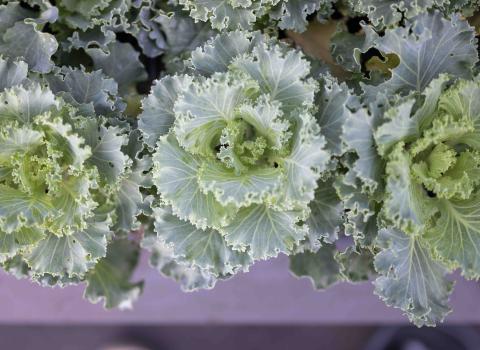 Ornamental Kale