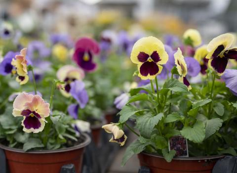 Pansies 6-inch
