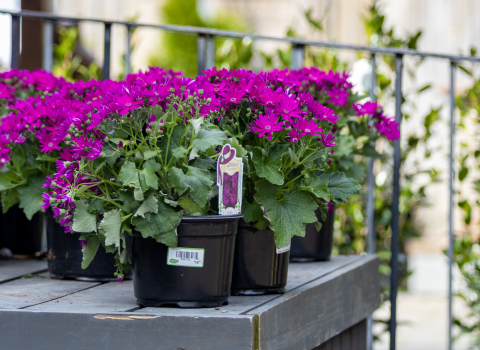 Pericallis