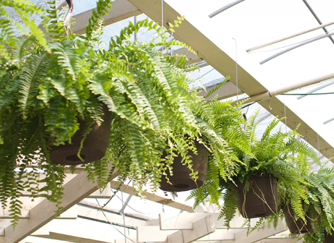 Houseplants, McDonald Garden Center