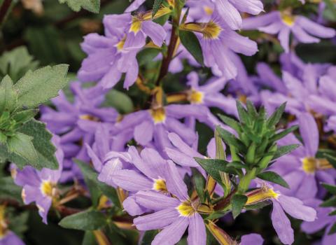 Scaevola Hanging Basket
