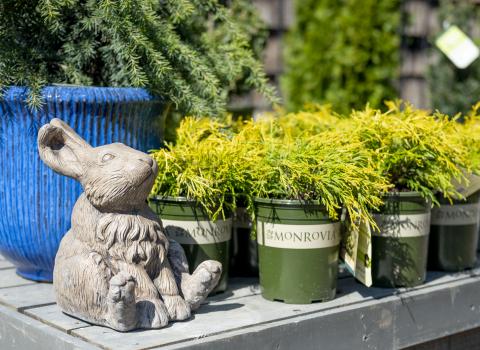 Bunny Statuary, McDonald Garden Center