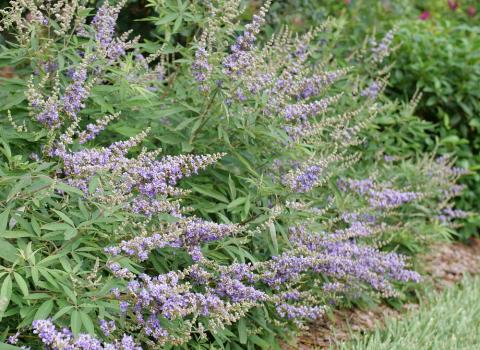 Proven Winners Vitex Rock Steady