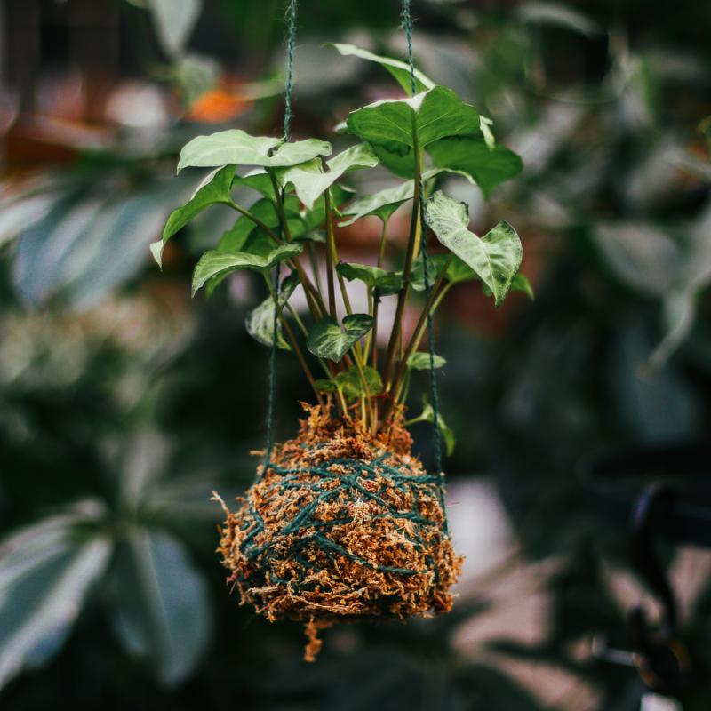 Make Your Own Kokedama Workshop