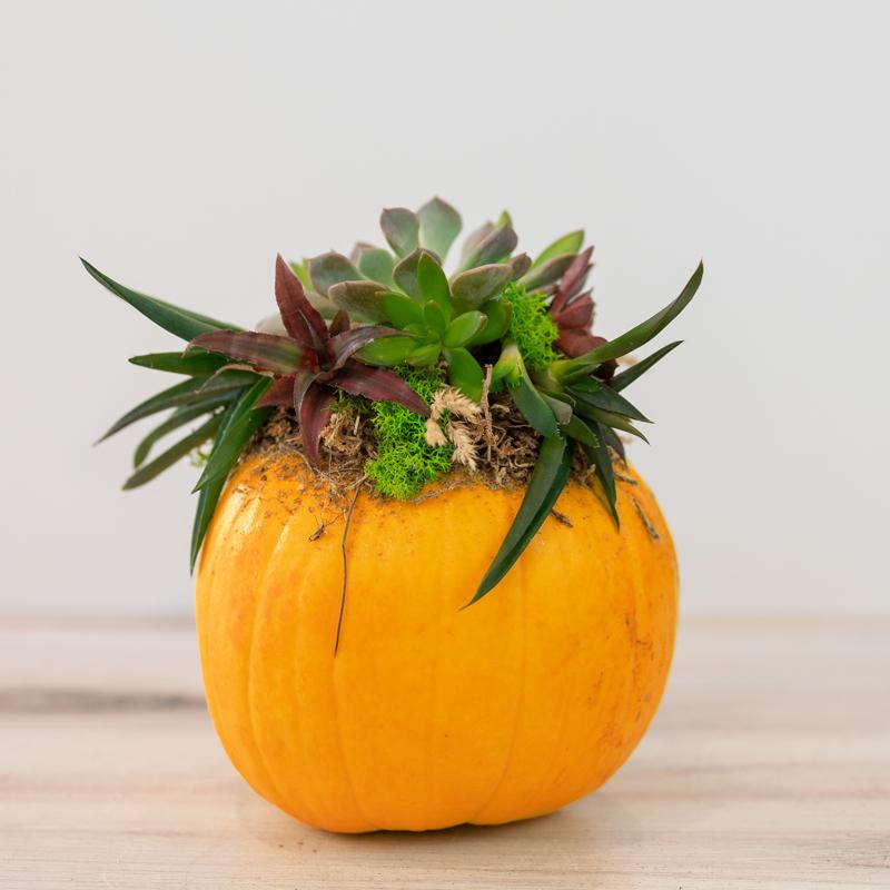 Succulent Pumpkin Workshop, McDonald Garden Center