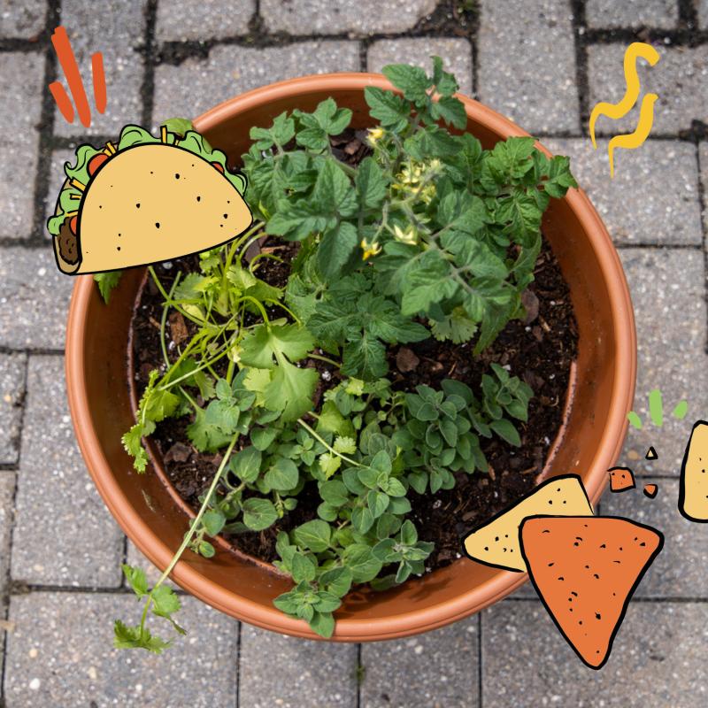 Taco Garden Workshop for Kids