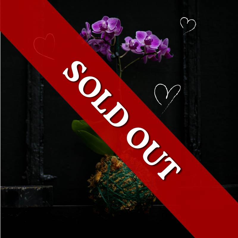 Valentine’s Mini Orchid Kokedama Workshop