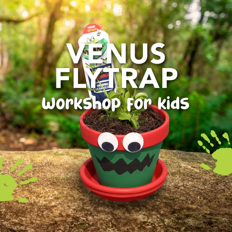 Venus Fly Trap Workshop for Kids