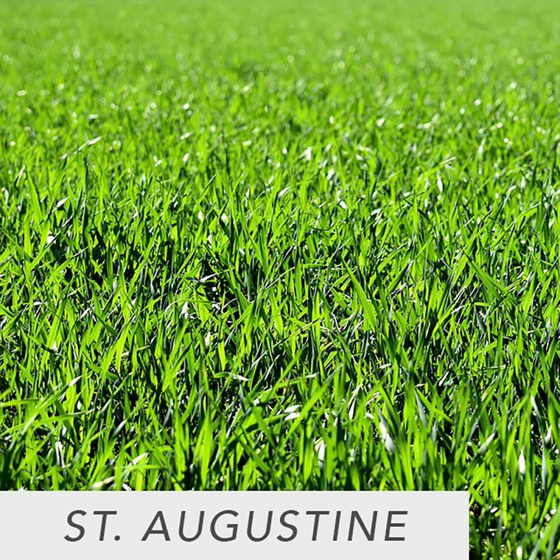 St. Augustine Grass