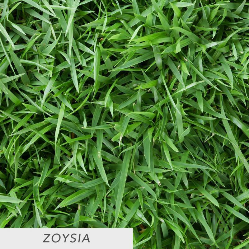 Zoysia Grass