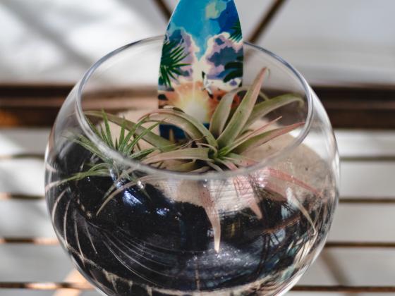 Beach Terrarium Workshop for Kids 
