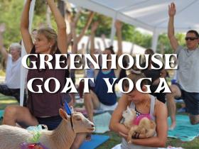 Greenhouse Goat Yoga