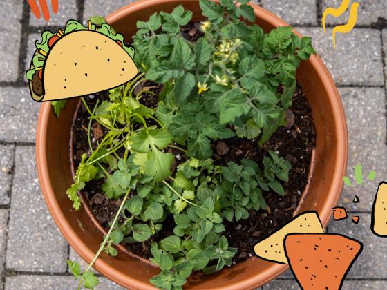 Taco Garden Workshop for Kids
