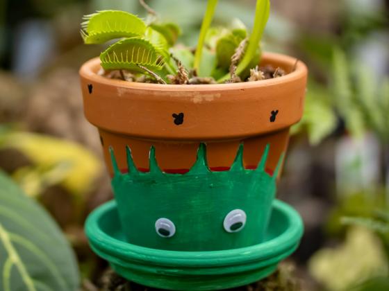 Venus Fly Trap Workshop for Kids