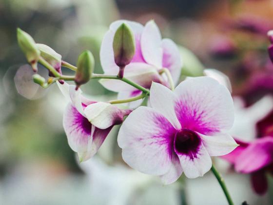 Houseplant Masterclass: Orchids for Beginners
