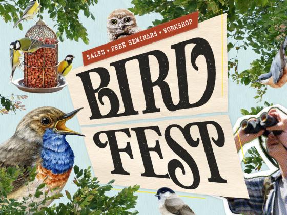 Bird Fest