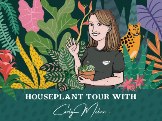 April Houseplant Tour with Carly Melvin