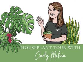 Instagram Live - November Houseplant Tour with Carly Melvin