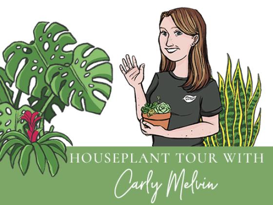 January Houseplant Tour with Carly Melvin