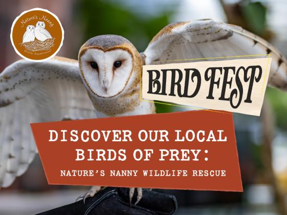 Discover Our Local Birds of Prey with Nature’s Nanny Wildlife Rescue